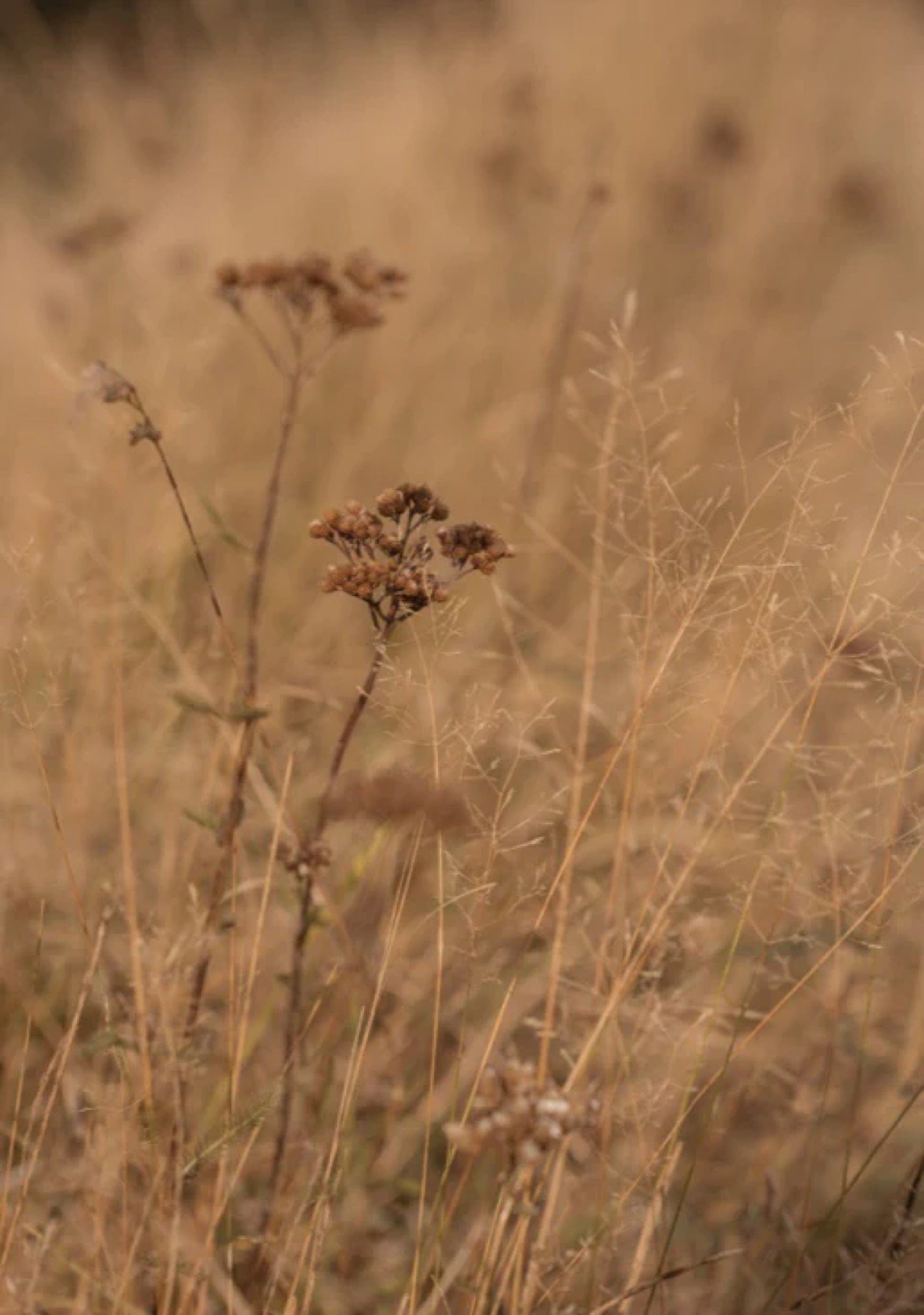 Saint & Sofia - All Lookbooks - The Harvest